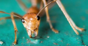 Are ant bites beneficial?