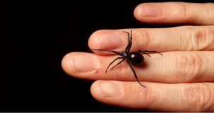 Are baby black widows poisonous?