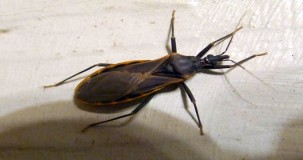 Are kissing bugs beneficial?