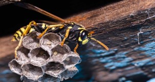 Are paper wasps beneficial?